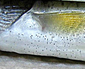 Fish with dark spots