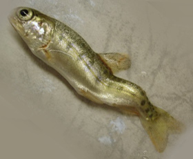 Fish with deformity