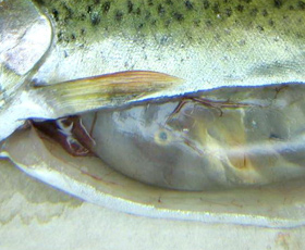 Fish with other abnormality