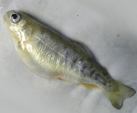 Fish with swelling