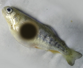 Fish with dark patch