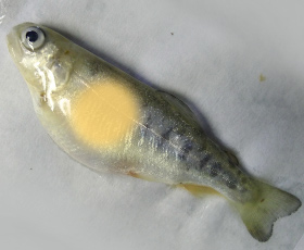 Fish with pale patch