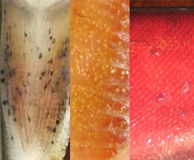 Examples of spots and lumps