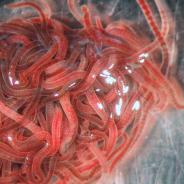 Lumbriculus worms.