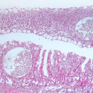 Dermocystidium in gills