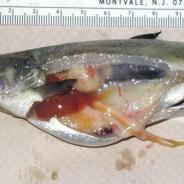 Chinook salmon with inflamed kidney due to BKD.