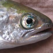 Blue eye - characteristic of Aeromonas infection (Furunculosis).