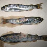 Steelhead trout with bacterial lesions.