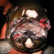 Tumors on lips of adult spring Chinook salmon.