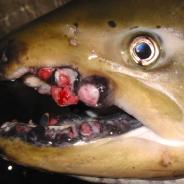 Tumors on lips of adult spring Chinook salmon.