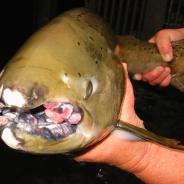 Tumors on lips of adult spring Chinook salmon.