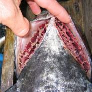 Adult sea lice (copepods) on gills of salmon.