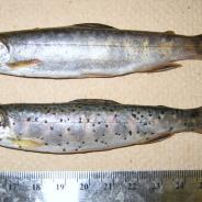 Comparison of normal fish (top) and fish infected with Neascus (bottom - spots).