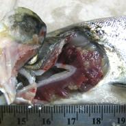 Salmincola adults on gills of salmon.