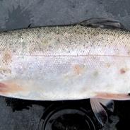 Sealice and feeding scars on skin of salmon.