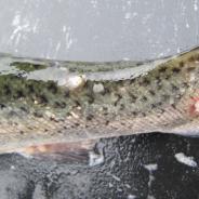 Sealice and feeding scars on skin of trout.