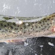 Sealice and feeding scars on skin of trout.