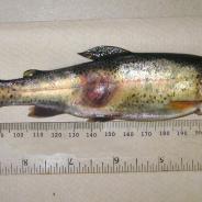 Bacterial lesion on side of trout.