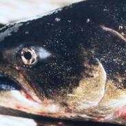 Small white spots are Ich on the skin of Fall Chinook salmon.