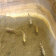 Juvenile rainbow trout.