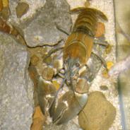 Native Oregon crayfish (signal crayfish?).
