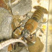 Native Oregon crayfish (signal crayfish?).