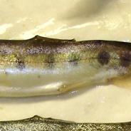 Fish with spinal deformity and darkened tail due to infection with M. cerebralis.