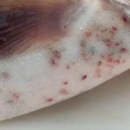 Red spots on belly of rainbow trout caused by the myxozoan parasite Myxobolus squamalis