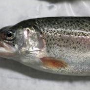 Hatchery-reared rainbow trout