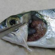 Larval molluscs (glochidia) on gills of salmon.