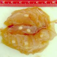 Fish muscle with white Henneguya salminicola cysts.