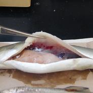 Hemorrhaged swim bladder caused by IHN virus