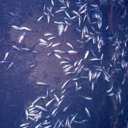 Fish mortality event caused by IHN virus