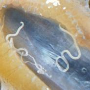 Cystidicola nematodes on swim bladder
