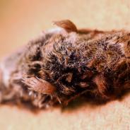 Shrew found in Corvallis, Oregon.