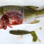 Lure from stomach of smallmouth bass.