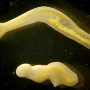 Two Clinostomum metacercariae after emerging from their fish host.