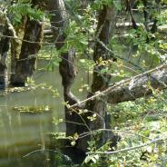 Beaver modification of Dunawi Creek.