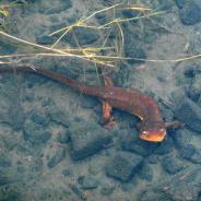 Rough-skinned newt