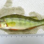 Yellow Perch