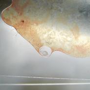 Kidney squash from smallmouth bass showing whitegrub.