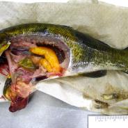 Dissected smallmouth bass.