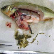 Dissected yellow perch showing dragonfly nymphs in stomach contents.