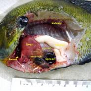 Dissected bluegill with main organs annotated.