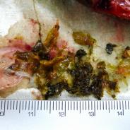 Stomach contents of bluegill.