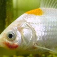 Goldfish displaying red patch on face due to bacterial infection.