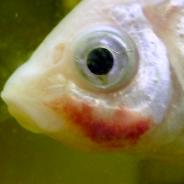 Goldfish displaying red patch on face due to bacterial infection.