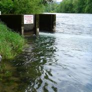 McKenzie River immediately downstream of hatchery outflow.