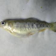 Juvenile rainbow trout with swollen belly.