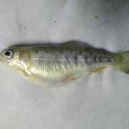 Juvenile rainbow trout with swollen belly.